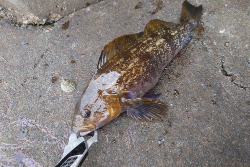 アイナメの釣果