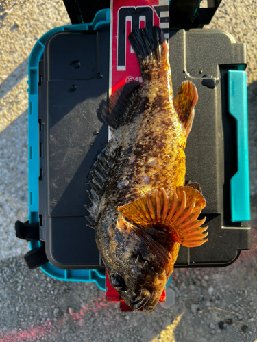 クロソイの釣果