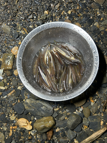 ワカサギの釣果