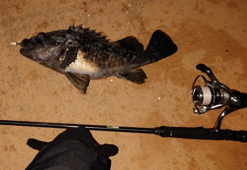 クロソイの釣果