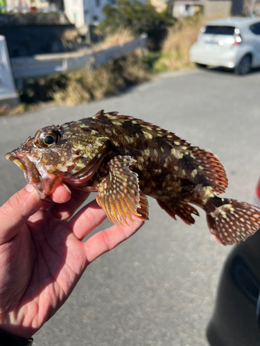 カサゴの釣果