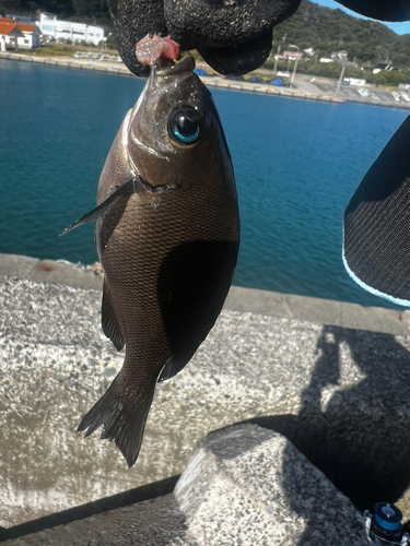 メジナの釣果