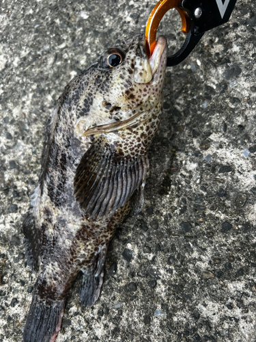 タケノコメバルの釣果