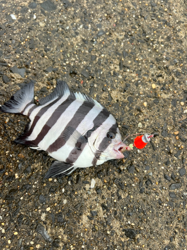 イシダイの釣果