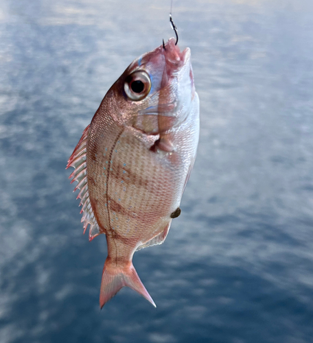 チャリコの釣果