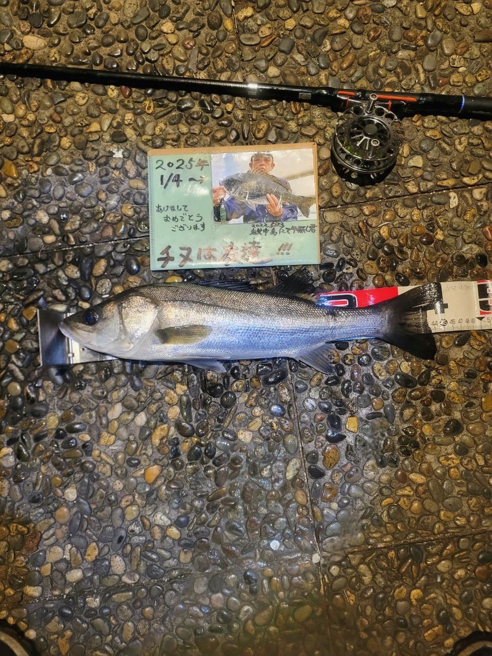 シーバス