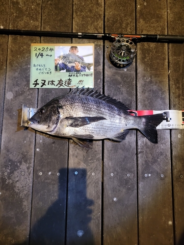 チヌの釣果