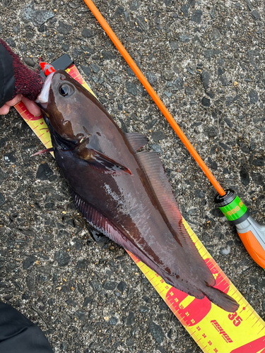 エゾイソアイナメの釣果