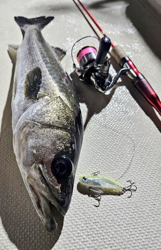 シーバスの釣果