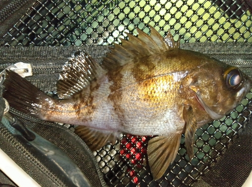 メバルの釣果