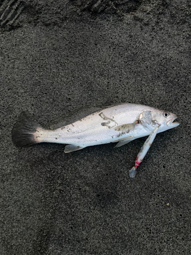 ニベの釣果