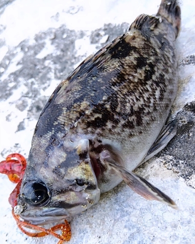 クロソイの釣果