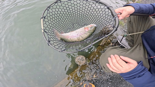 ニジマスの釣果