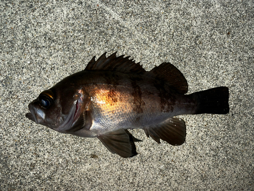 メバルの釣果