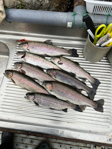 ニジマスの釣果