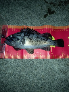 クロソイの釣果