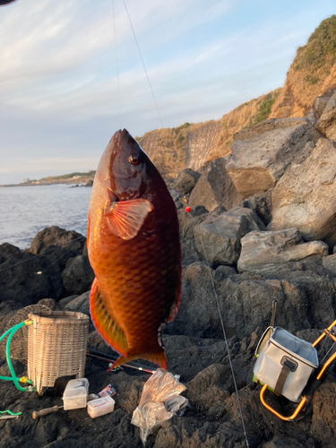 イソベラの釣果