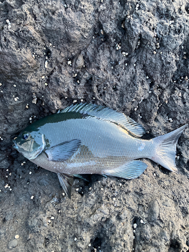 メジナの釣果