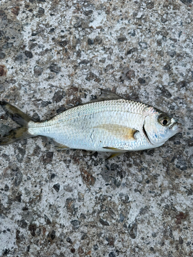 館山湾