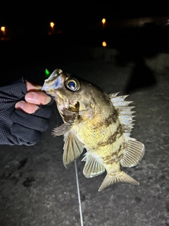 メバルの釣果