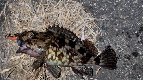 カサゴの釣果