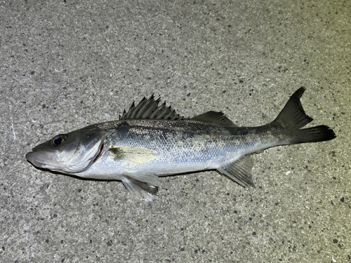 スズキの釣果