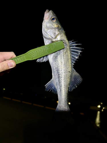 スズキの釣果