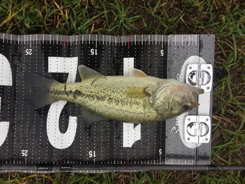 ブラックバスの釣果