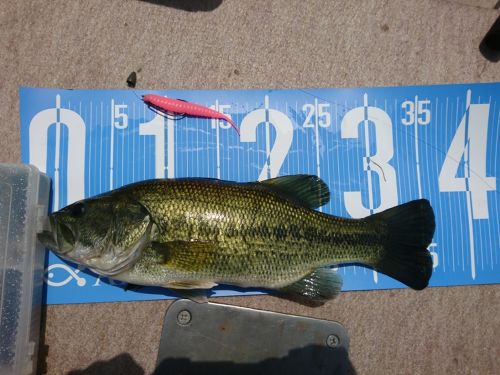 ブラックバスの釣果