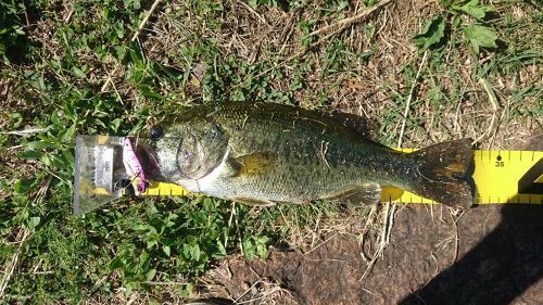 ラージマウスバスの釣果