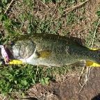 ラージマウスバス