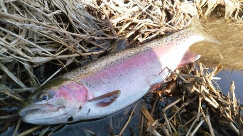 ニジマスの釣果