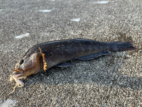 アイナメの釣果