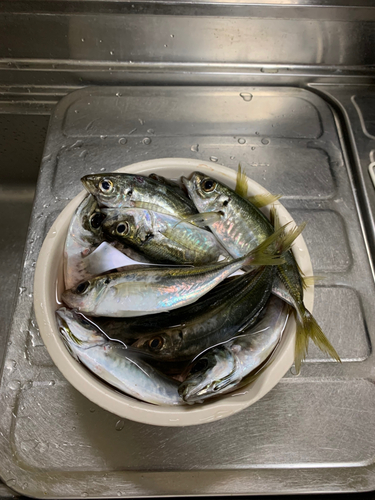 アジの釣果