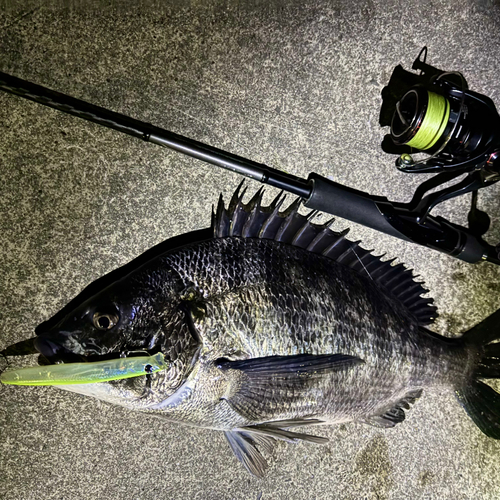 クロダイの釣果