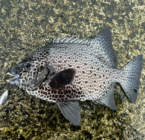 イシガキダイの釣果