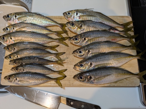 アジの釣果