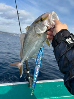 ショゴの釣果