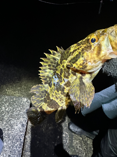 タケノコメバルの釣果