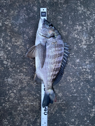 クロダイの釣果