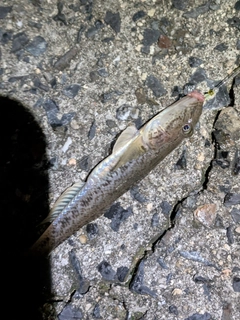 ハゼの釣果