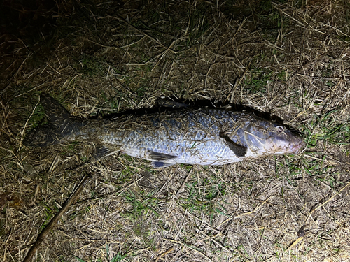 ニゴイの釣果