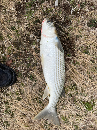 ボラの釣果