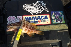 アカハタの釣果