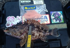 カサゴの釣果