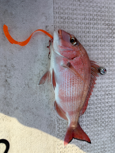 タイの釣果