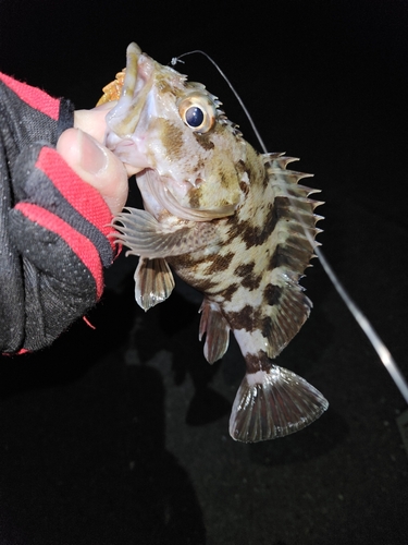 ガシラの釣果