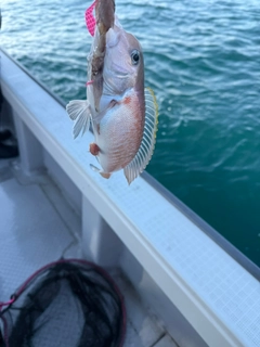 シロアマダイの釣果