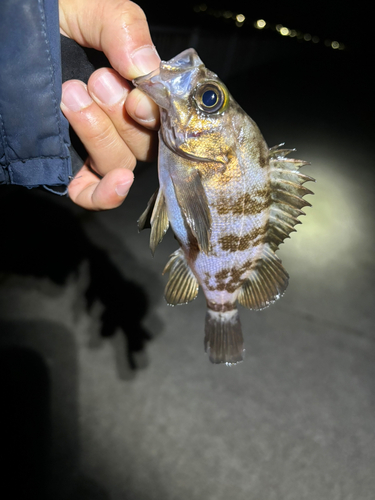 シロメバルの釣果