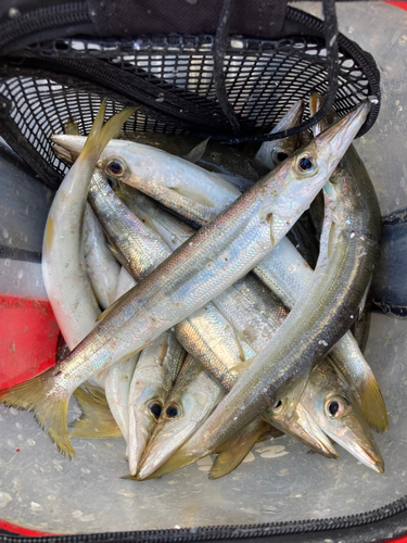 カマスの釣果